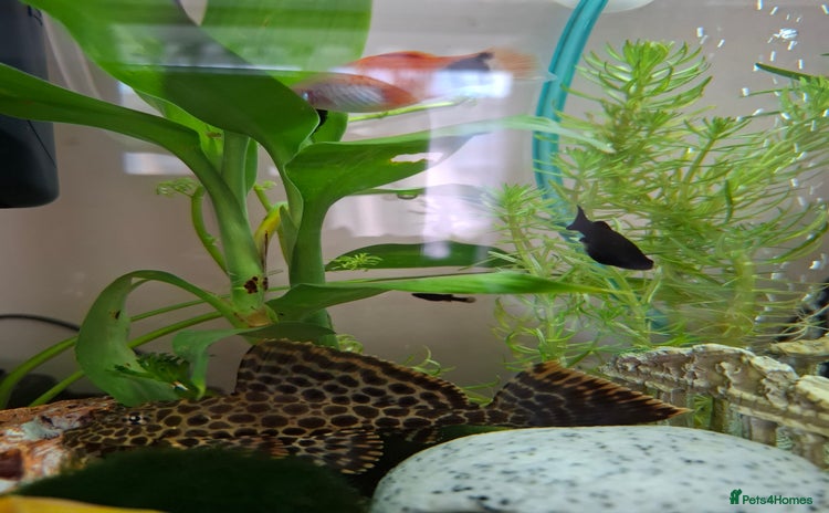 Plecos fish - Advert 1