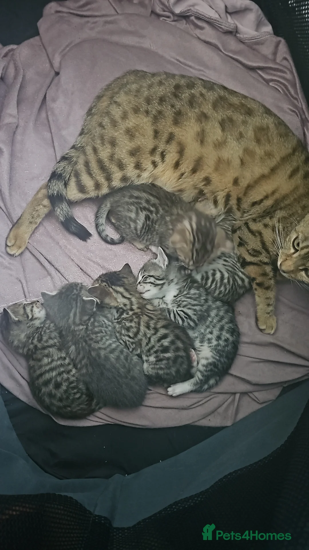 Mixed Breed cats for sale: Bengal cross kittens for sale.  in Liphook - Advert 2