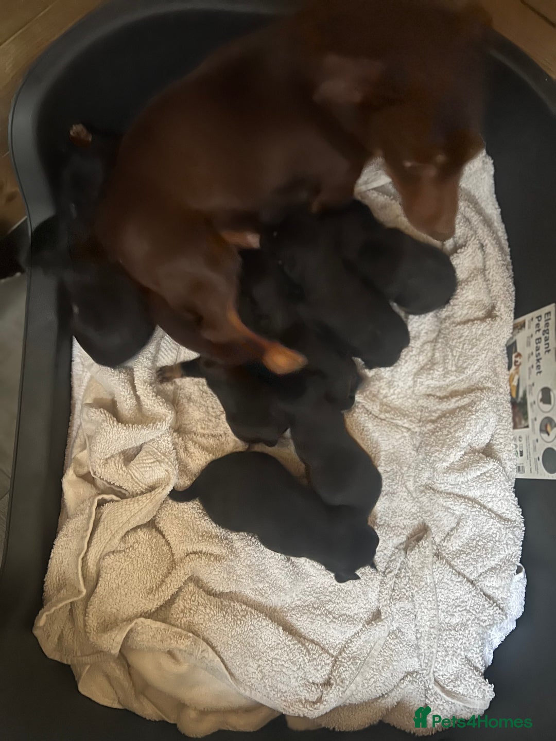 Jack Russell dogs for sale: Miniature Jack Russell puppies 🐶  - Advert 15