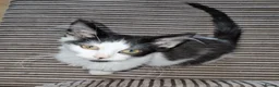 Mixed Breed cats for adoption: Bonded Rescue Kittens Looking for a Forever Home - Advert 3