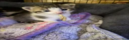 Mixed Breed cats for sale: Tabby kittens - Advert 1