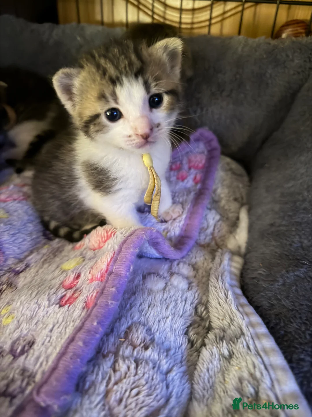 Mixed Breed cats for sale: Tabby kittens - Advert 1