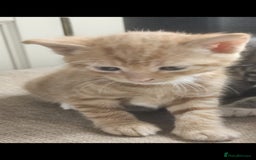 British Shorthair cats for sale: 2 stunning tabby cats  - Image 7