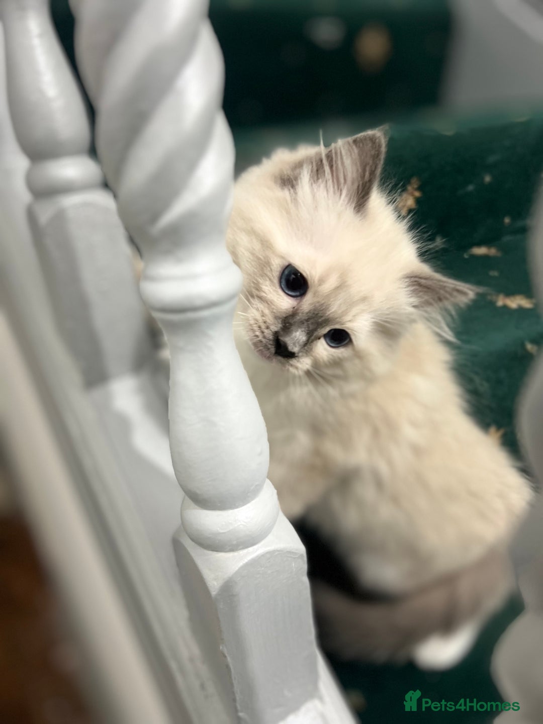 Ragdoll cats for sale: Meet Special joy - Image 21