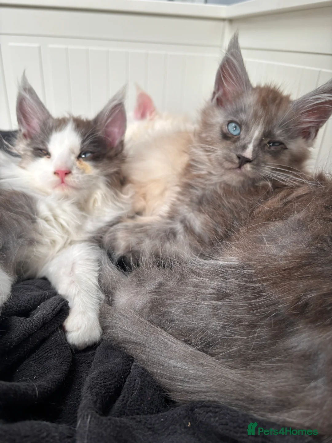 Maine Coon cats for sale: Cute Maine coon 2 boys & girl Blue eyes  - Advert 6