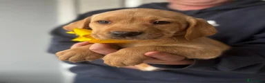Yellow Collar Male