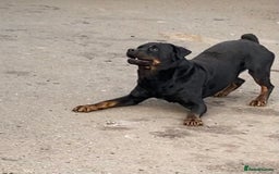Rottweiler dogs for sale: 3 male Rottweiler pups ready to leave.  - Image 12