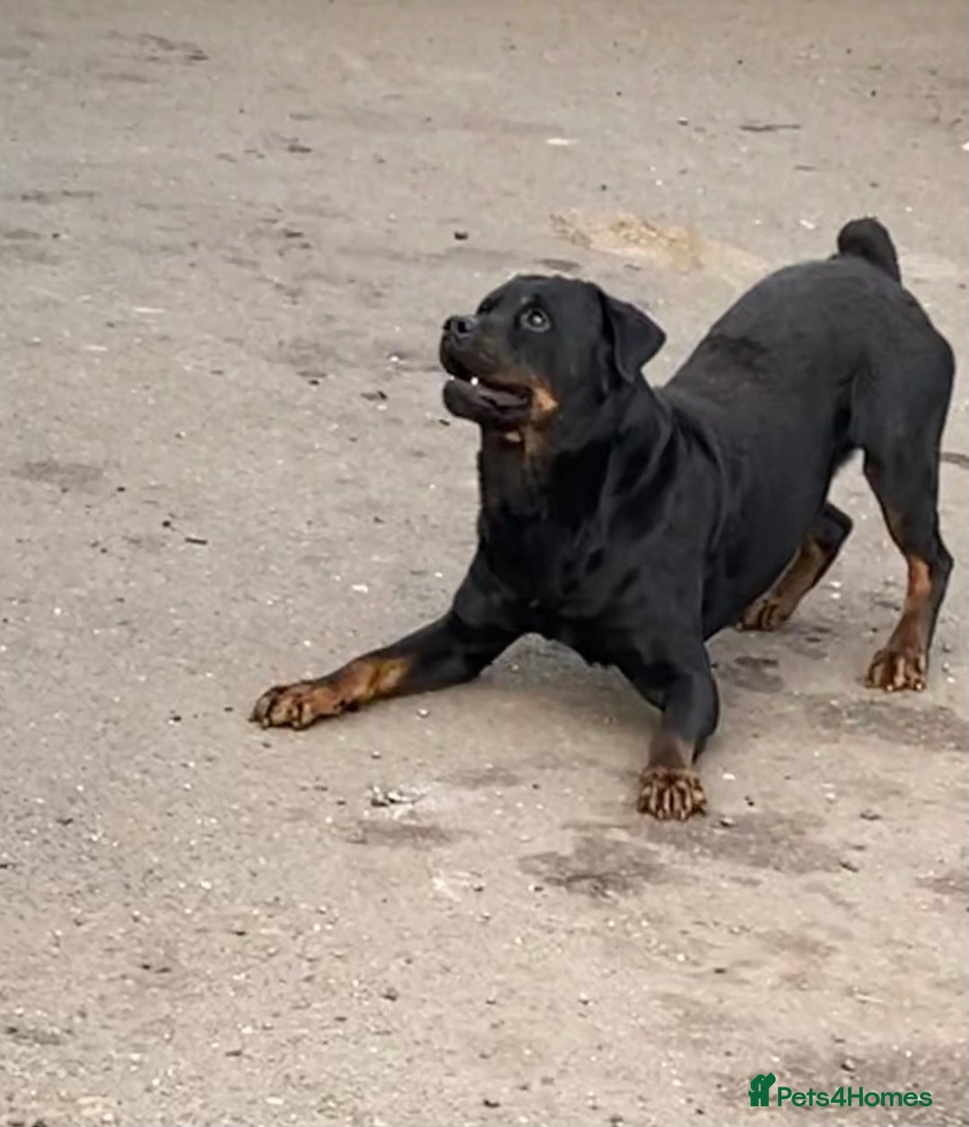 Rottweiler dogs for sale: 3 male Rottweiler pups ready to leave.  - Image 12