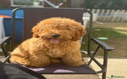 Cockapoo dogs for sale: Male Cockapoo Puppy 8 months.  - Image 6