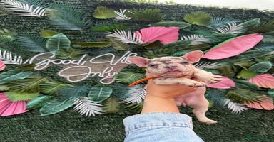 French Bulldog dogs - Advert 16