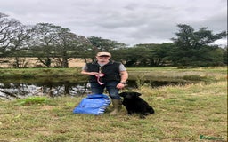 Labrador Retriever dogs for sale: Working Labrador for sale by FTCh Harperri breac  - Image 1
