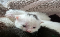 Mixed Breed cats for sale: Mixed kittens😻😽Ragdoll x domestic 🙀👌 - Advert 16