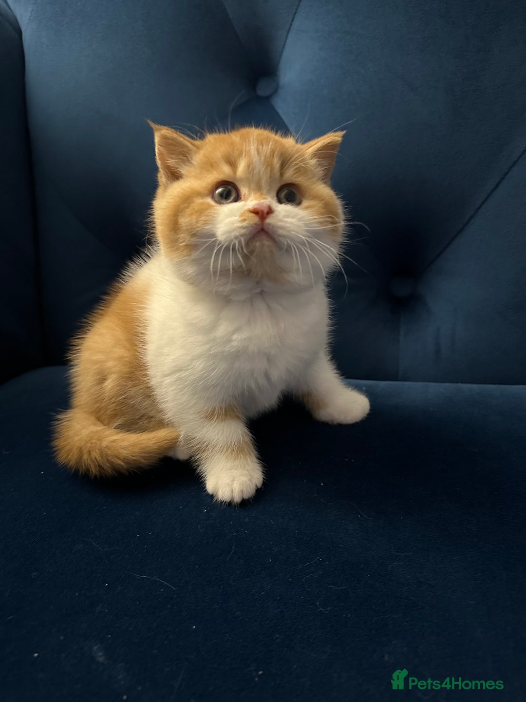 British Shorthair cats for sale: Chunky Red and White British Shorthair TICA - Image 18