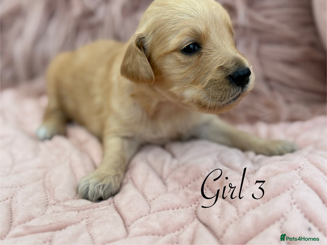 Golden Retriever dogs for sale: Beautiful GR Puppies – No Expense Spared! - Image 15