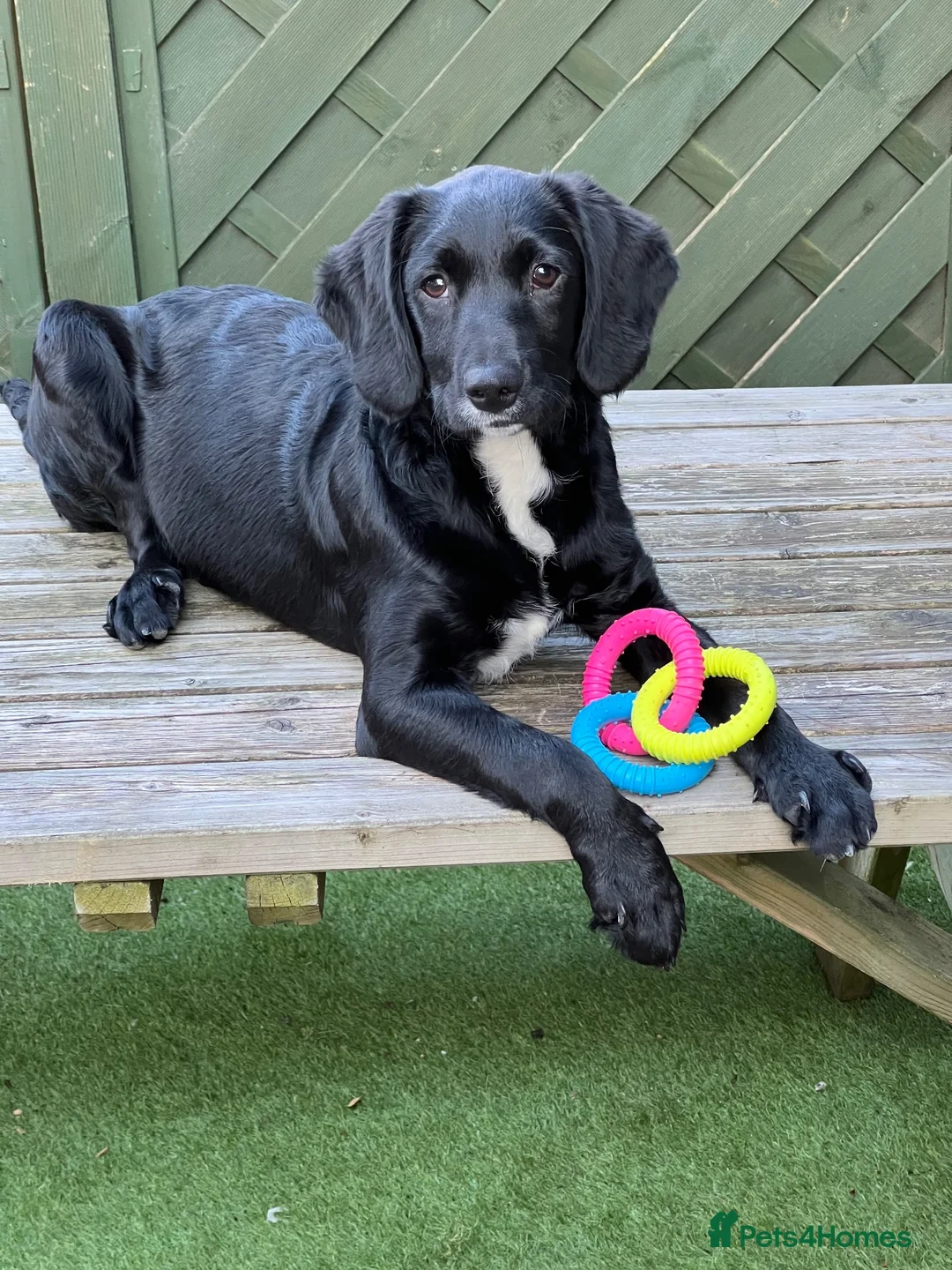 Springador dogs for sale: I’m a springerdor in Hull - Advert 1
