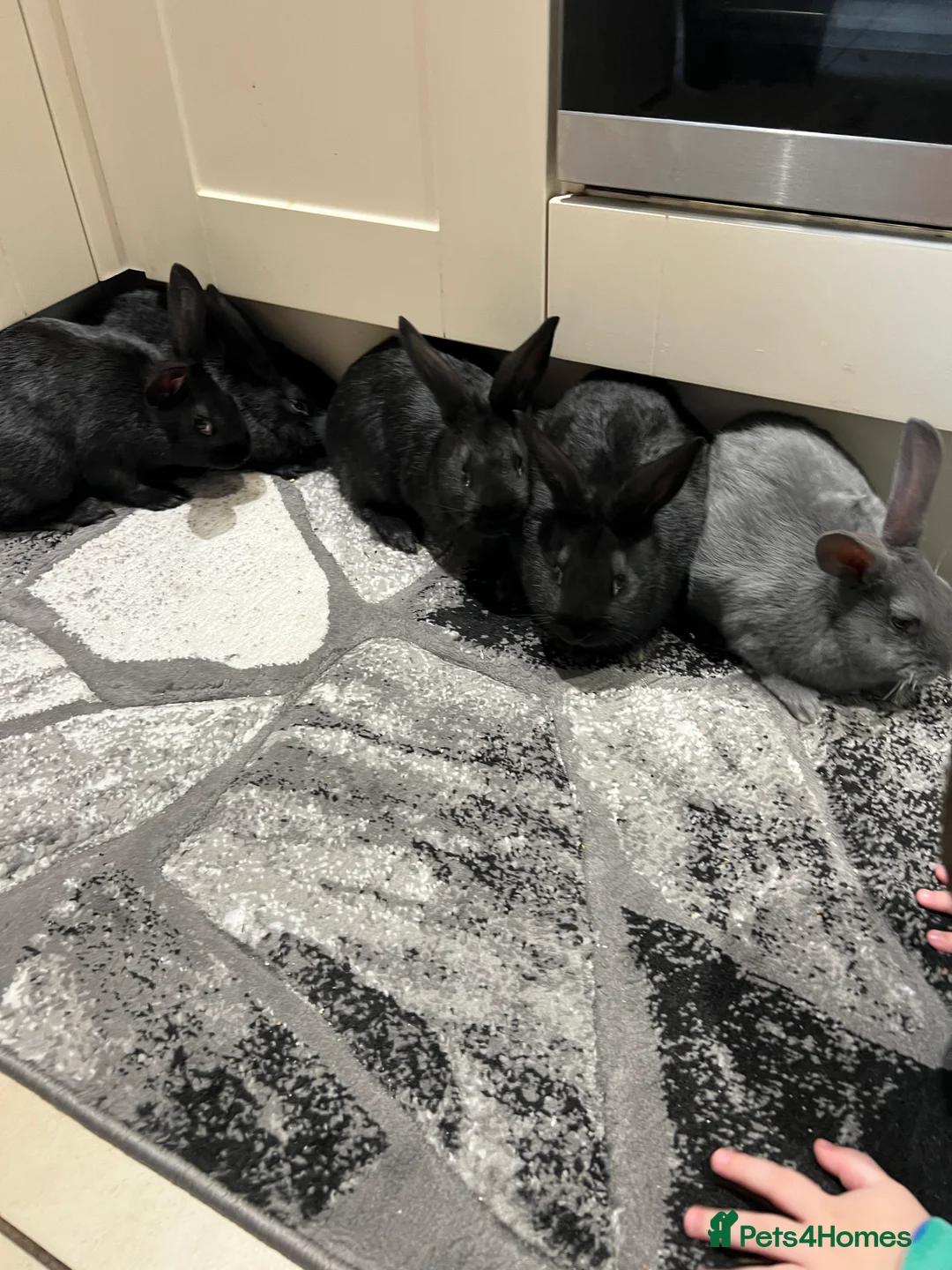 Mixed Breed rabbits for sale: 4 female and one male - Advert 1
