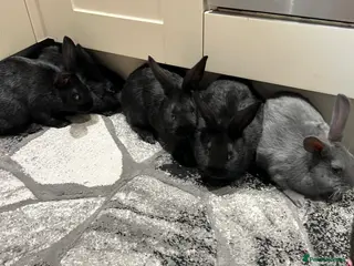 Mixed Breed rabbits 4 female and one male - Advert 3