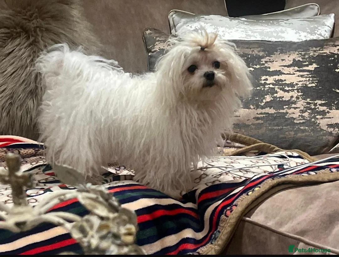Maltese dogs for sale:  🏆 Stunning champ line Maltese baby’s 🏆 - Advert 8