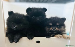 Pomeranian dogs for sale: 3 Little Girls Looking for Love! - Image 1