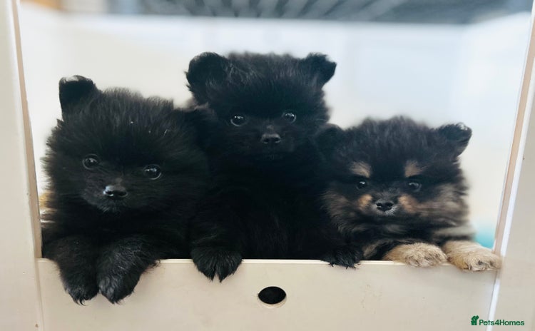 Pomeranian dogs - Advert 10