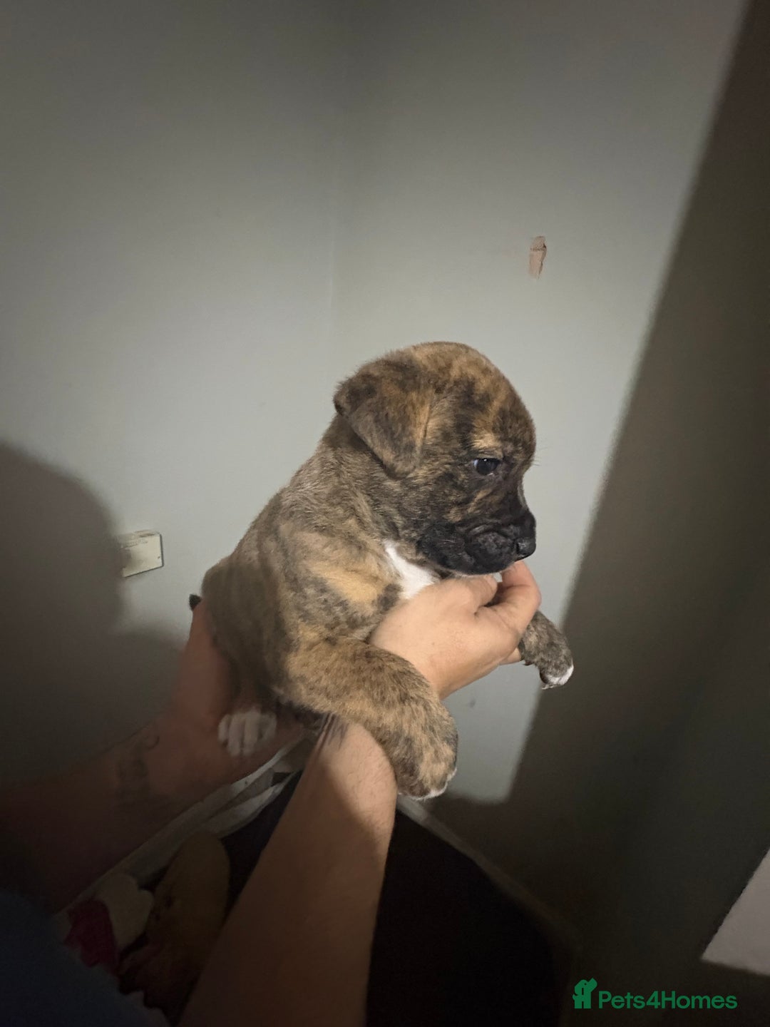 Mixed Breed dogs for sale: american akita  - Advert 24