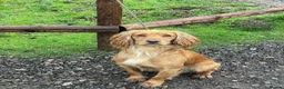 Cockerdor dogs for sale: 🌟 Health Tested Cockerdor Puppies 🌟  - Advert 2