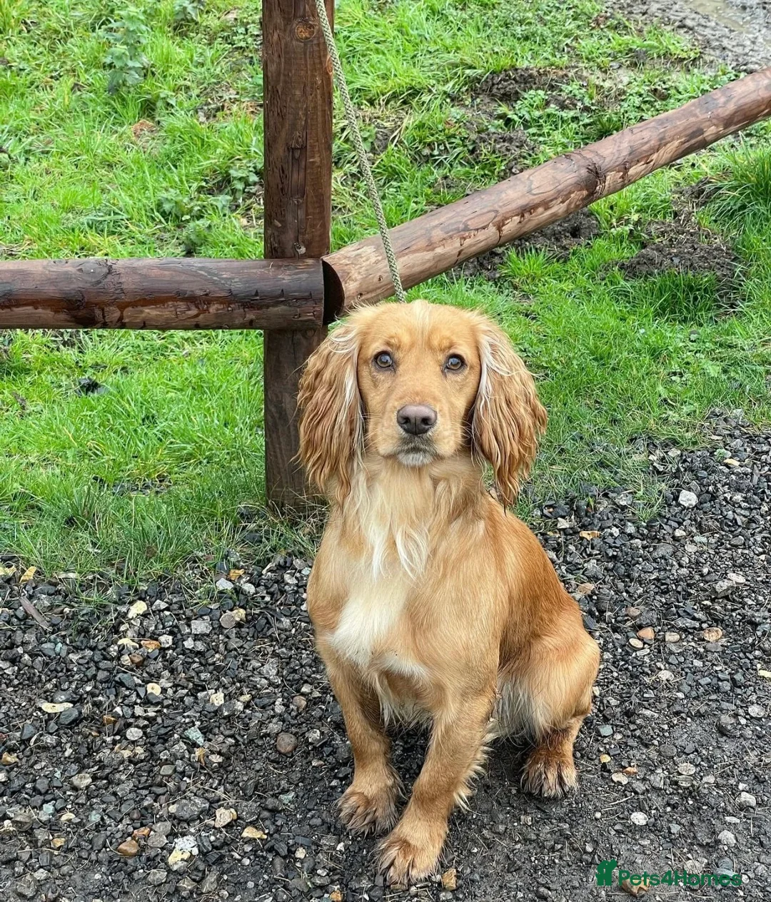 Cockerdor dogs for sale: 🌟 Health Tested Cockerdor Puppies 🌟  - Advert 2