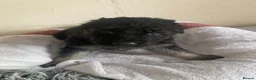 German Shepherd dogs for sale: German Shepherd puppies – Kennel Club registered - Advert 17