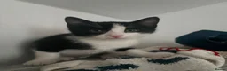 Mixed Breed cats for sale: Beautiful kittens  in Merthyr Tydfil - Advert 9