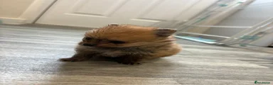 Pomeranian 1