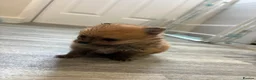 Pomeranian dogs for sale: Pomeranian puppies ❤️ - Advert 2
