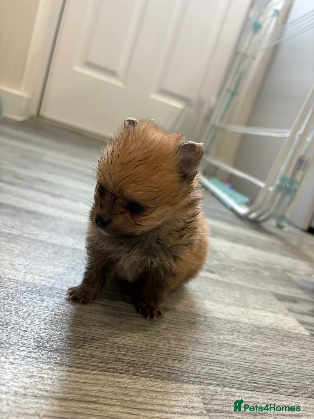 Pomeranian dogs for sale: Pomeranian puppies ❤️ - Advert 2