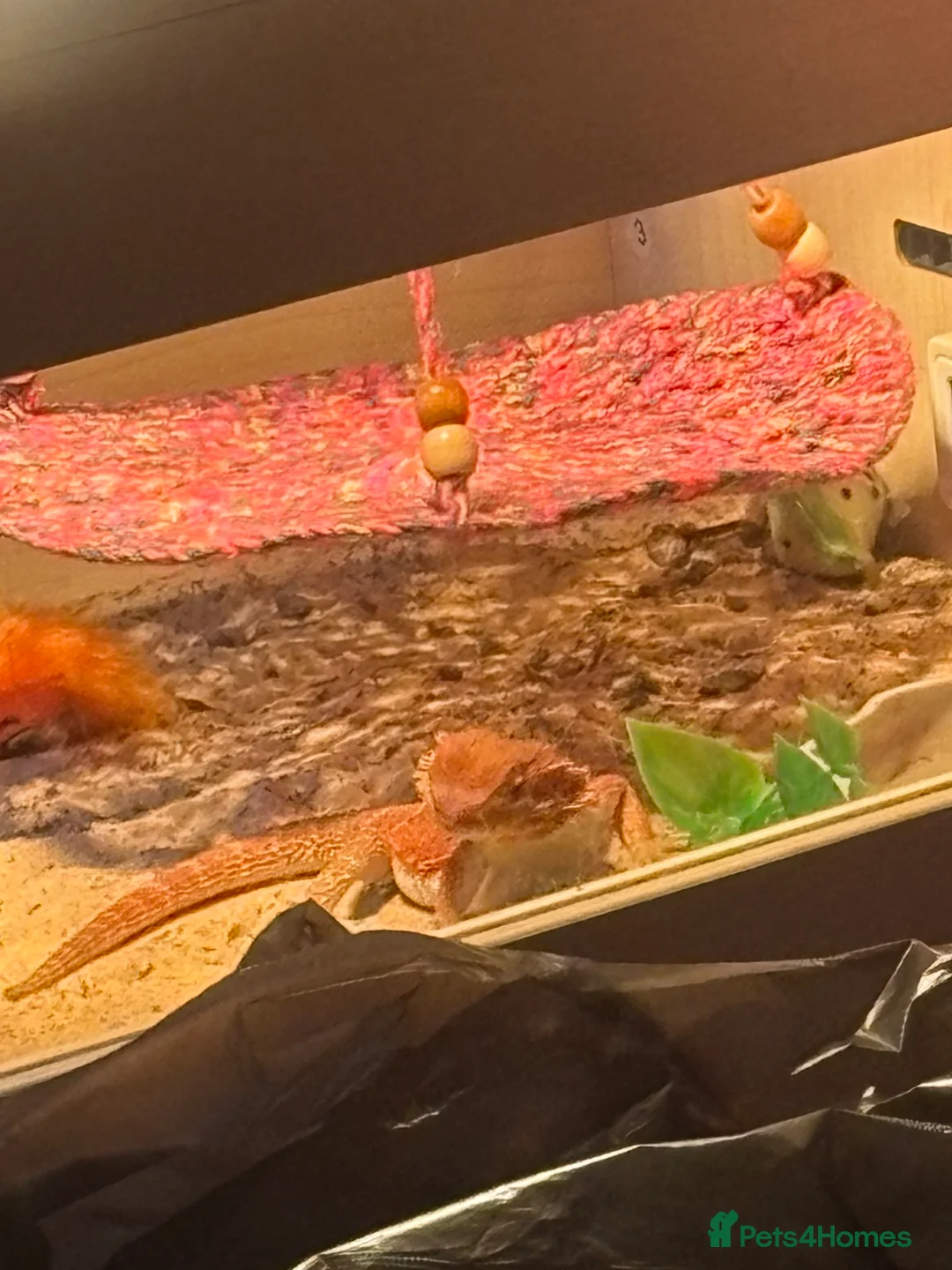 Bearded Dragon reptiles for sale: Bearded Dragon and Cage - Advert 6