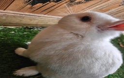 Netherland Dwarf rabbits for sale: Blue eyed Netherland  dwarf doe.  - Image 2