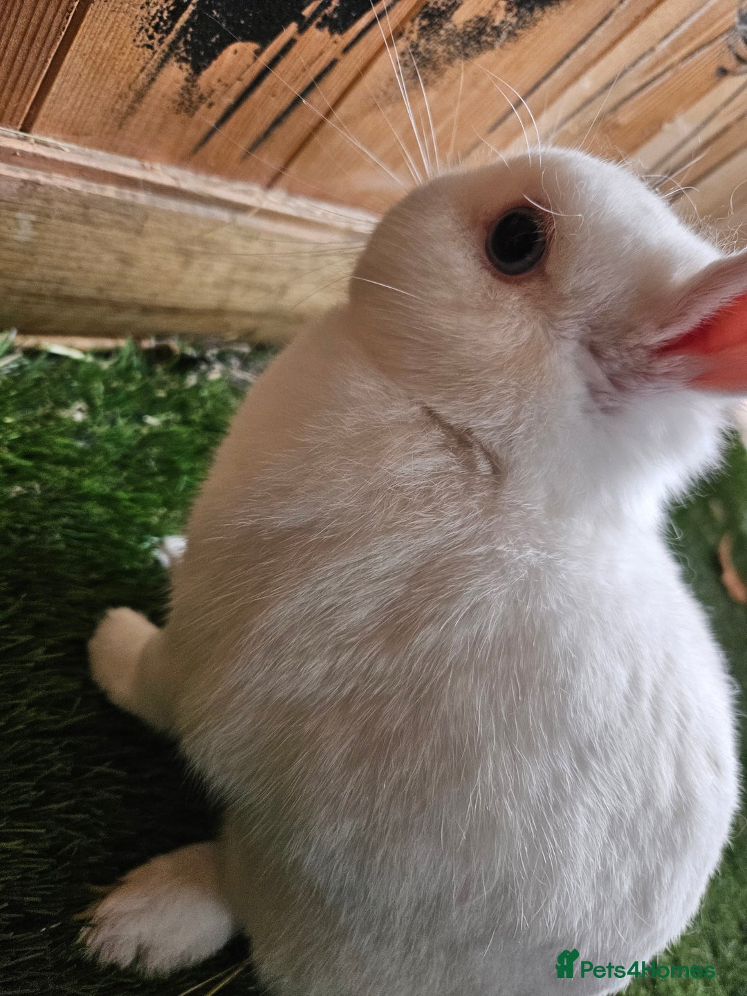 Netherland Dwarf rabbits for sale: Blue eyed Netherland  dwarf doe.  - Image 2