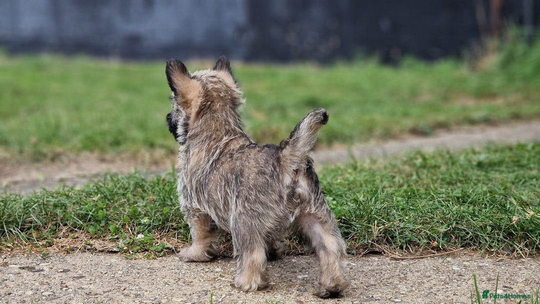 Cairn Terrier dogs for sale: KC reg Cairn Terrier boy pup - Image 2