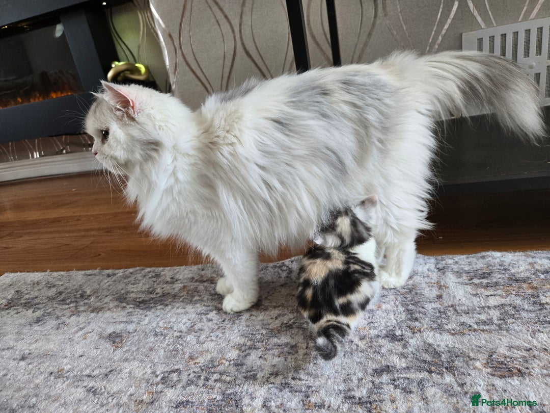 British Shorthair cats for sale: Bsh x Persian  - Image 16