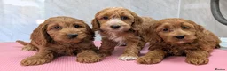 Cockapoo dogs for sale: Beautiful red pups from health tested parents - Advert 33