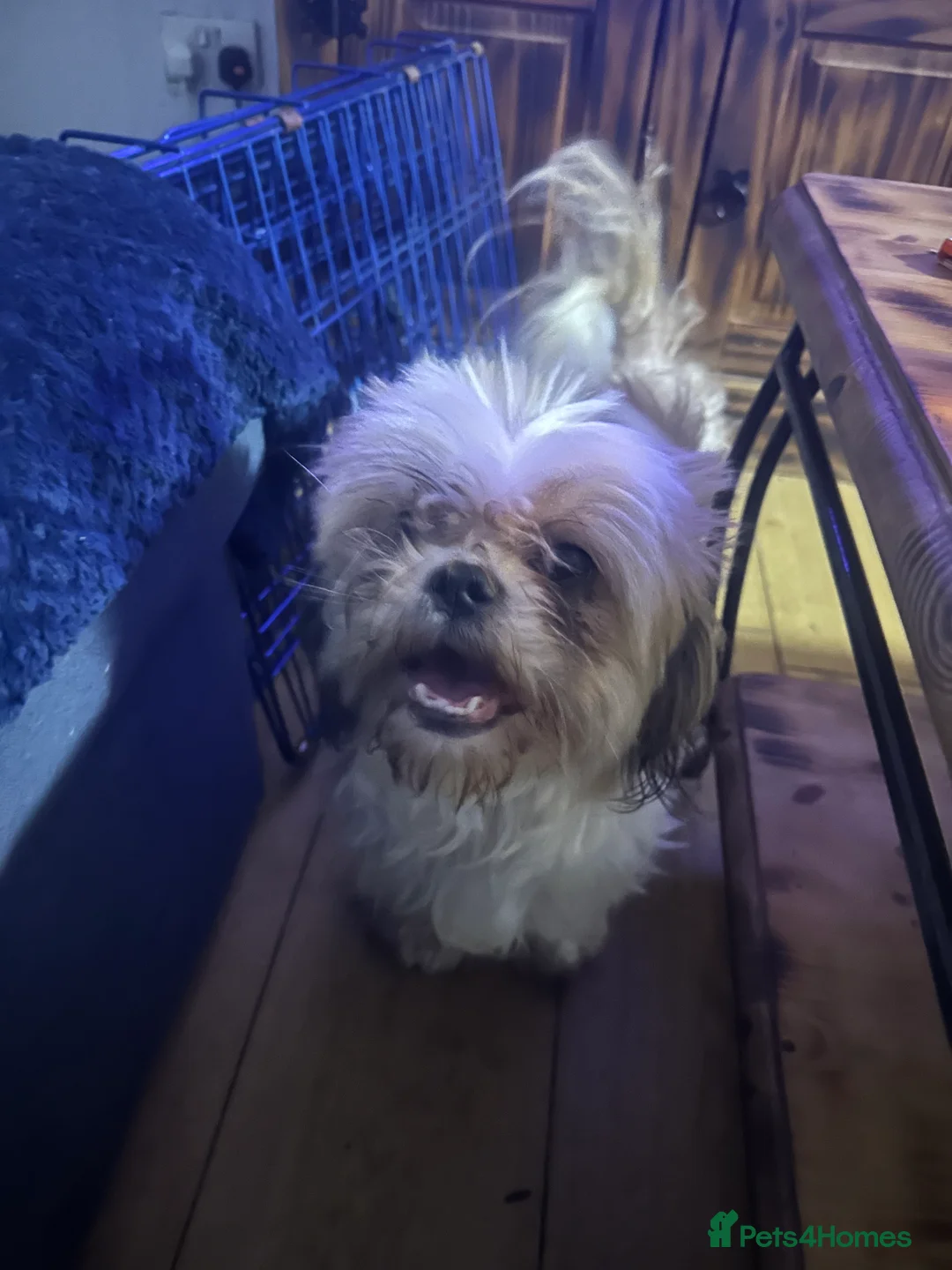 Shih Tzu dogs for sale: Shih tzu puppies ready to go  - Advert 1