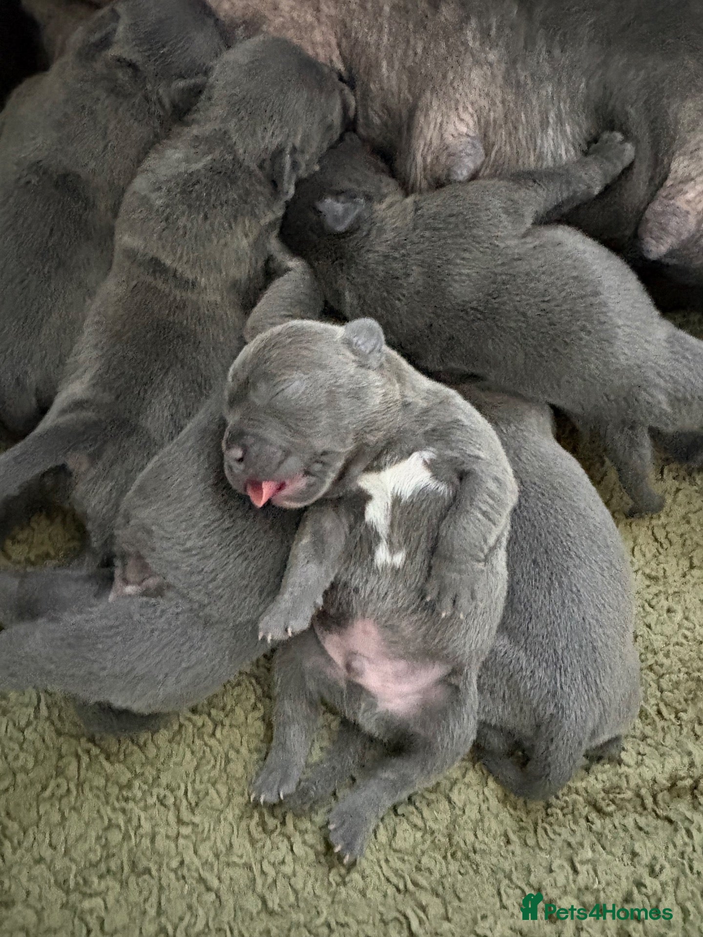 Staffordshire Bull Terrier dogs ***Top Quality KC registered Blue staffy puppies** - Advert 1