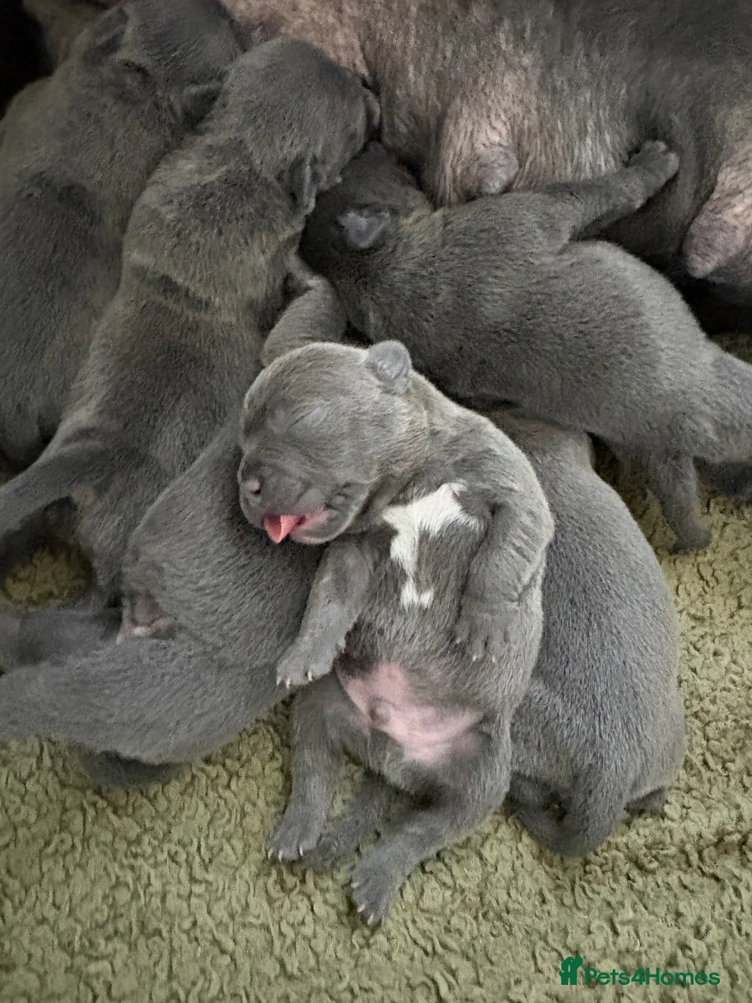 Staffordshire Bull Terrier dogs for sale: ***Top Quality KC registered Blue staffy puppies** in Rochester - Advert 1