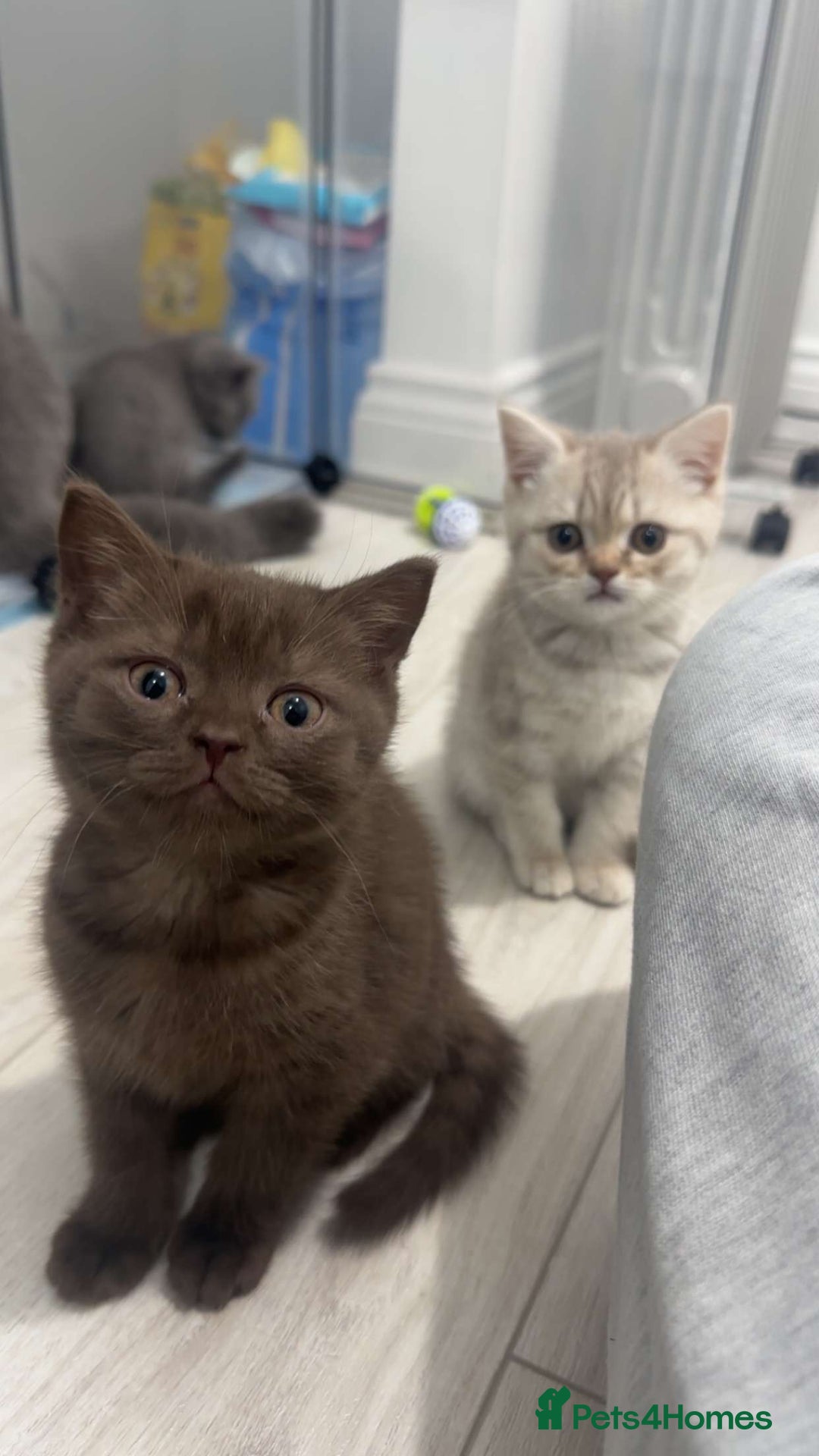 Scottish Fold cats for sale: British shorthair x Scottish fold kittens - Advert 10