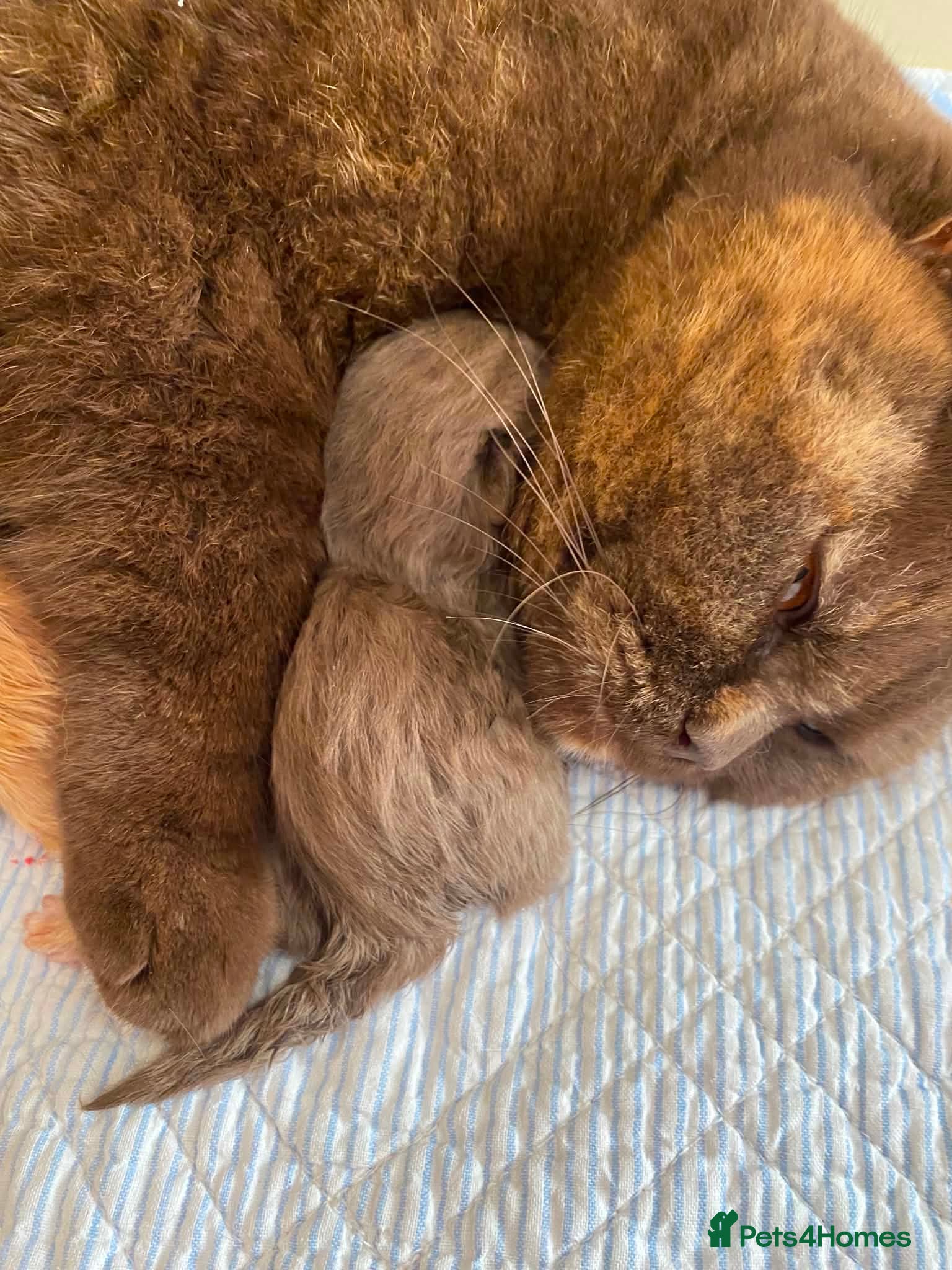British Shorthair cats for sale: Chocolate British Shorthair female  - Advert 2
