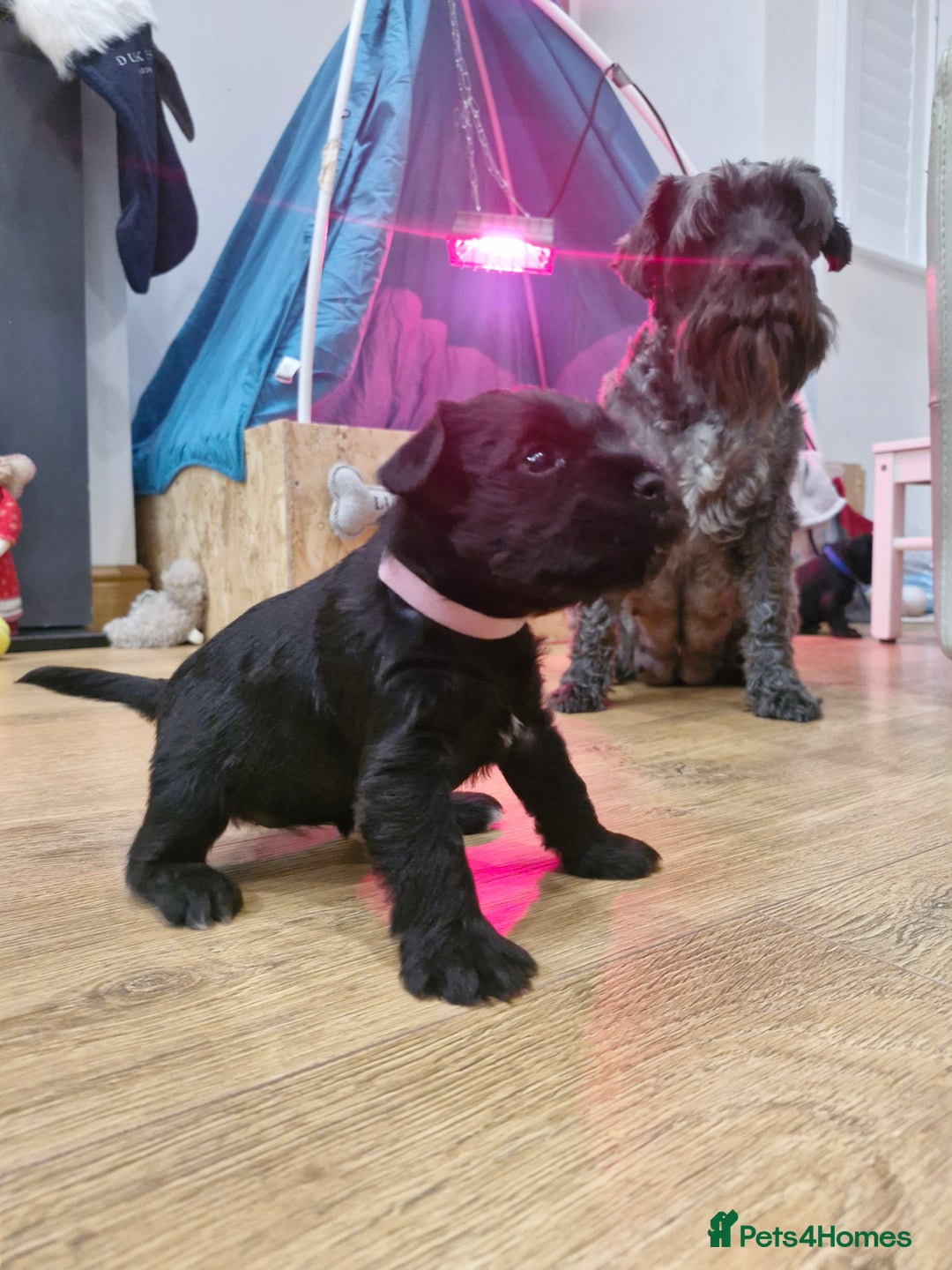 Miniature Schnauzer dogs for sale: Miniature Schnauzer puppies  - Advert 1