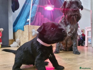 Miniature Schnauzer dogs Miniature Schnauzer puppies - Advert 1