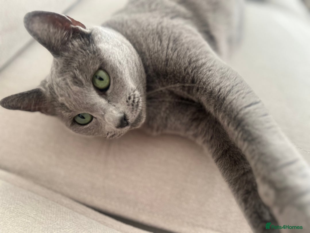 Russian Blue cats for sale: Pedigree Russian Blue Female for sale  - Advert 3