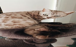 Bengal cats for sale: Three Bengals - Image 2