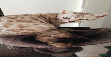 Bengal cats - Advert 10