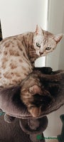 Bengal cats Three Bengals - Advert 8