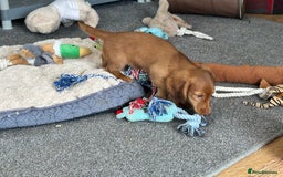 Miniature Dachshund dogs for sale: 1 handsome boy available  in Ely - Image 2